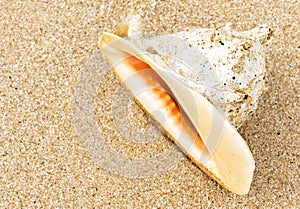 Conch shell on sand, big seashell on sea beach close-up