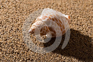 conch shell on sand
