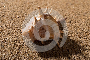 Conch shell on sand