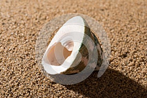 Conch shell on sand
