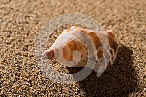 Conch shell on sand