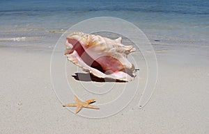 Conch shell and starfish on the beach