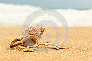 Conch shell and starfish on the beach