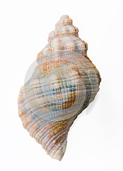 Conch shell, top view