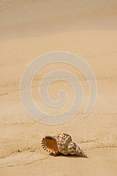 Conch shell on tropical beach