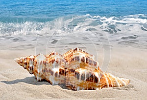 Conch shell