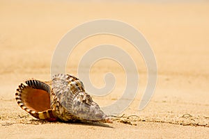 Conch shell on tropical beach (close up)