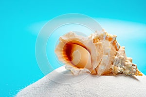 Conch shell on white sand on blue background