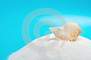 Conch shell on white sand on blue background