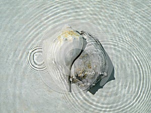 Conch Shells photo
