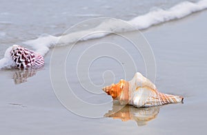 Conch shells on the beach