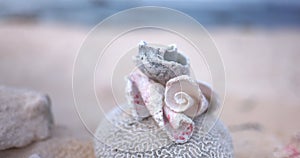 Conch shells and dry coral on beach with the ocean as background