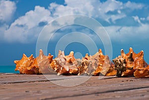 Conch shells on a pier at Grace Bay in Turks & Caicos