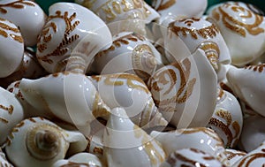 Conch shells at Puri sea beach evening market.