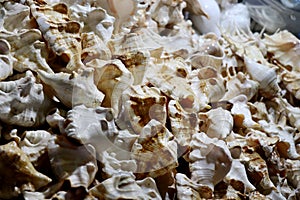 Conch shells at Puri sea beach evening market.