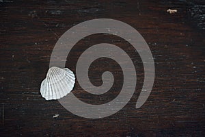 Conch and the small boxes on the old brown wooden table