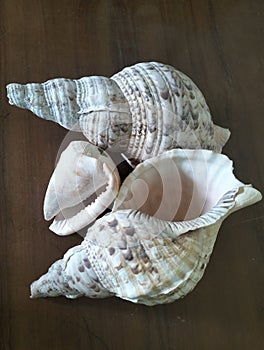 The conch snail