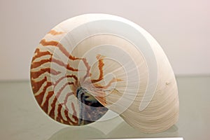 Conch specimen
