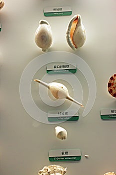 Conch specimen