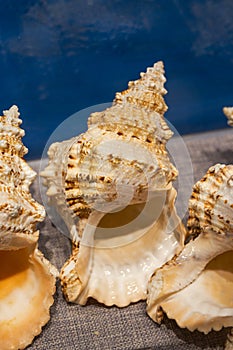 Conch specimens of large marine shells in various shapes