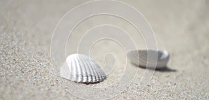 Conches at the baltic sea