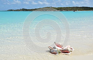 Conches on the beach.