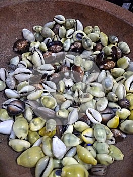 Conches in a clay bowl