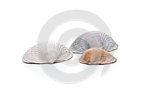 Conches on white background