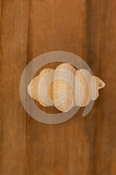 Conchiglie pasta on wooden background