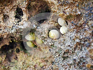 Conchs on Rock