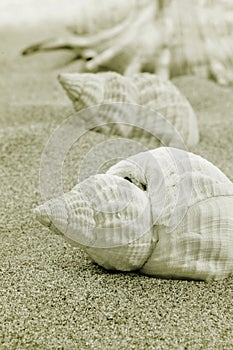 Conchs and scallop shell on the sand