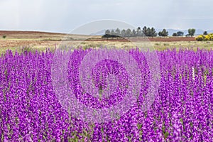 Concolida ajacis wild purple flowers invasion photo