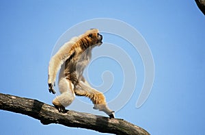 CONCOLOR GIBBON OR WHITE CHEEKED GIBBON hylobates concolor, FEMALE WALKING ON BRANCH