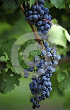 Concord grape close-up