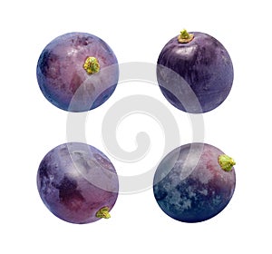 Concord Grapes Isolated on white