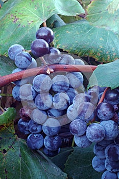 Concord wine grapes