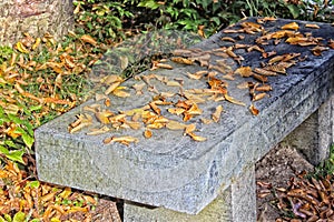 Concrete bench leaves autumn