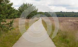 A concrete bicycle way leading thorugh the heathland of the hoge veluwe. photo