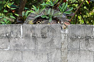 A concrete brick fence next to the house Waiting to be painting and redesigned. The inside is a plant that is grown in the area of photo