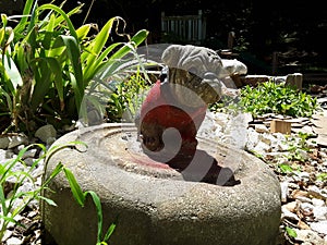 Concrete bulldog in the garden