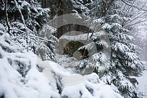 A concrete bunker hidden behind tree branches. Orlicke hory, Czech republic