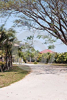 Concrete curve way with the dry leaves.