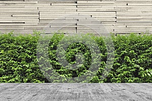 Concrete decking and plant with wall garden decorative