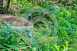 Concrete encased burial mound in lush foliage