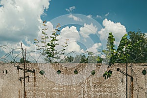 Concrete fence with barbed wire on top against a blue sky with white clouds and green trees. Concept of early release