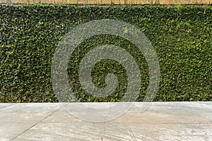 Concrete floor and green leaf ivy plant covered stone fence wall