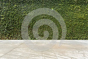 Concrete floor and green leaf ivy plant covered stone fence wall