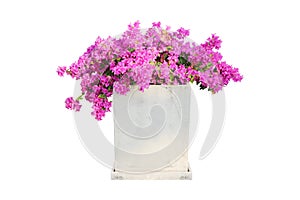 Concrete flower pot with pink bougainvillea flowers isolated on white background with clipping path