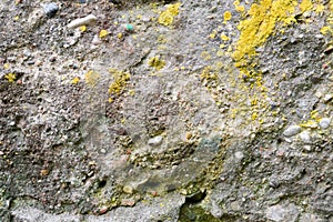 Concrete gray old stone wall texture with shards of various stones of different shapes covered with yellow moss