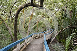 concrete path through mangrove forest famous for eco tourism